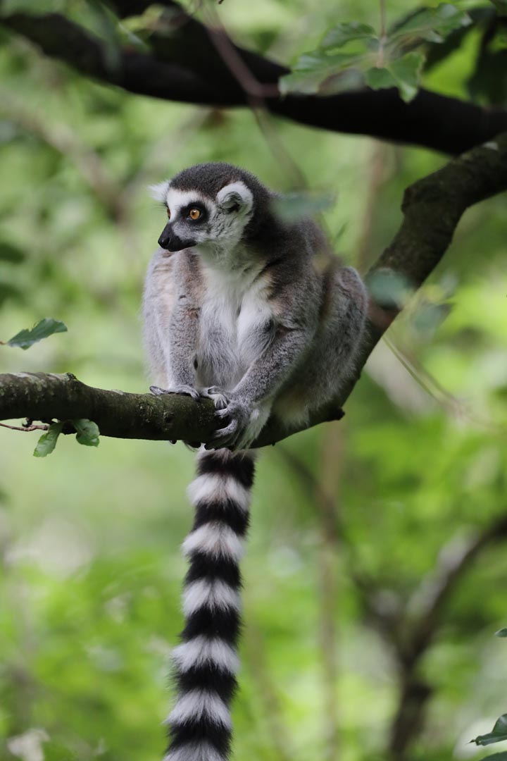 Ring railed lemur (portrait) on a branch looking to the left IMAGE: Amy Middleton (2023)